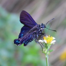 Tiny Wildlife Experience in July