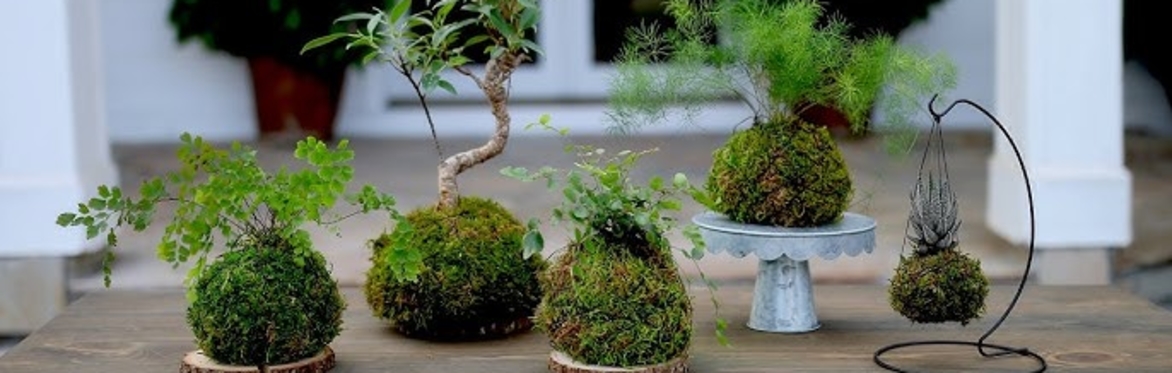 Kokedama: The Art of Living Moss Balls