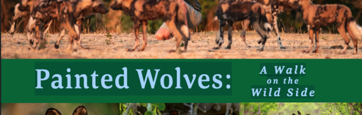 Painted Wolves: A Walk on the Wild Side