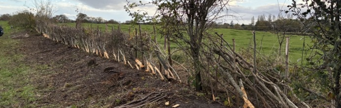 Hedgelaying - Completion of Hedge 23 at Landican