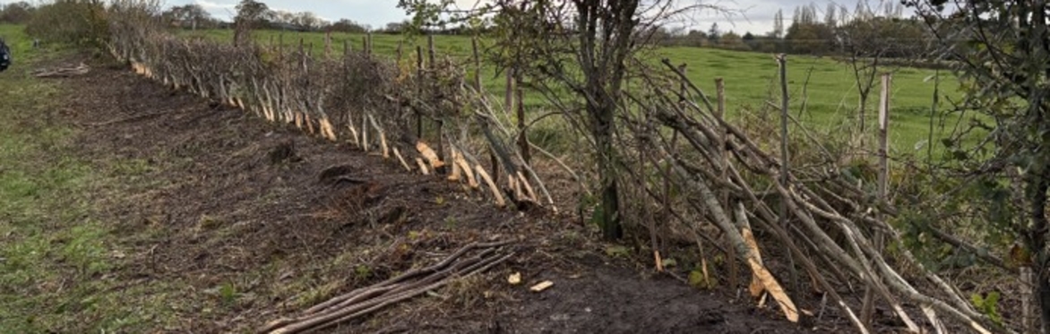 Training Day - Hedge Preparation