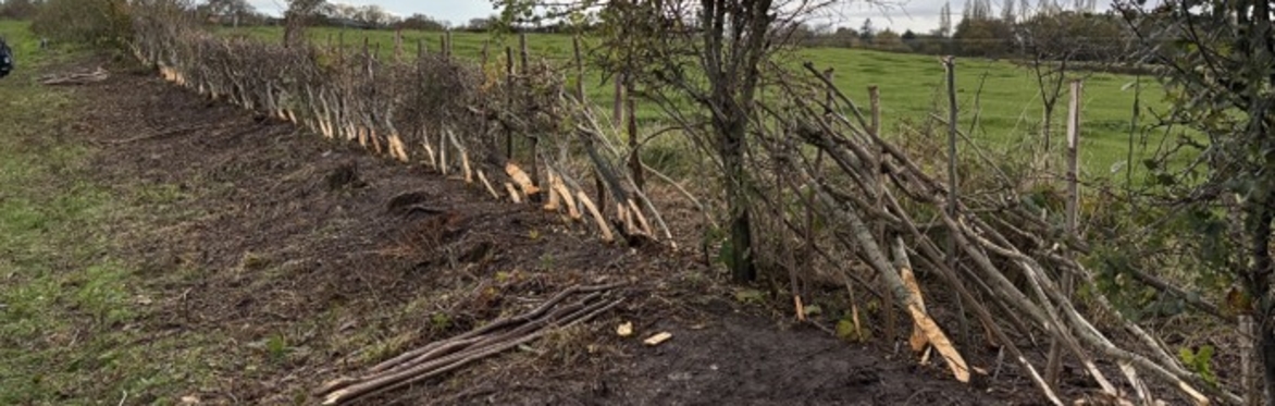 WCV 23rd Hedge Laying Training Event