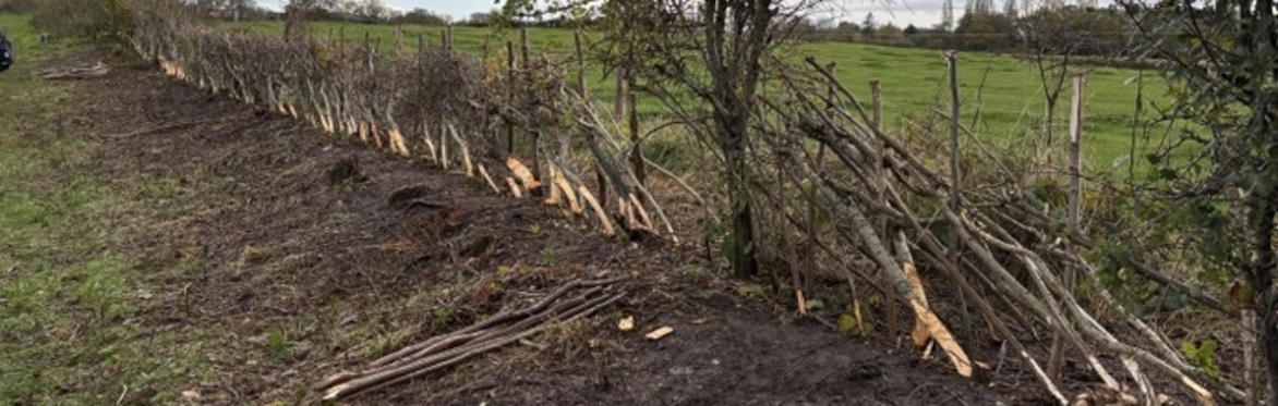 Hedgelaying at Willaston