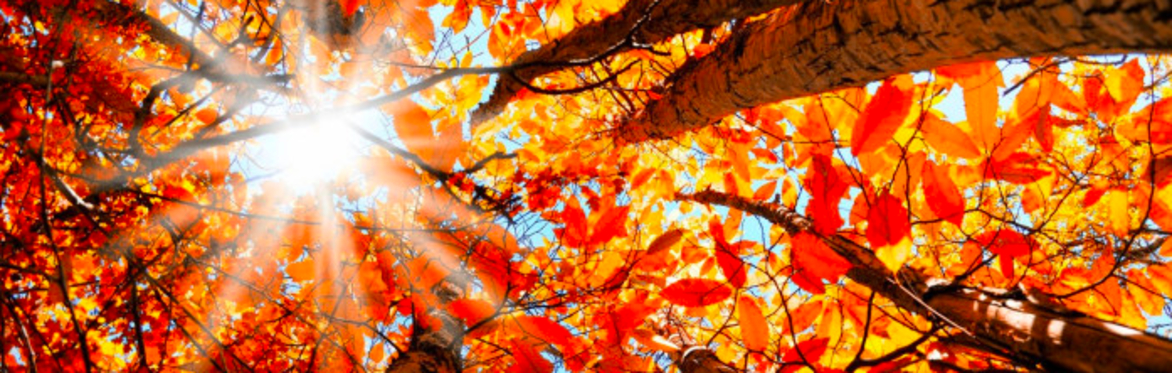 Yoga And Sauna Sunday - Autumn Equinox