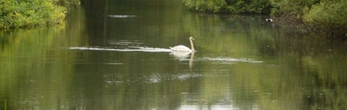 Swan on water with trees around