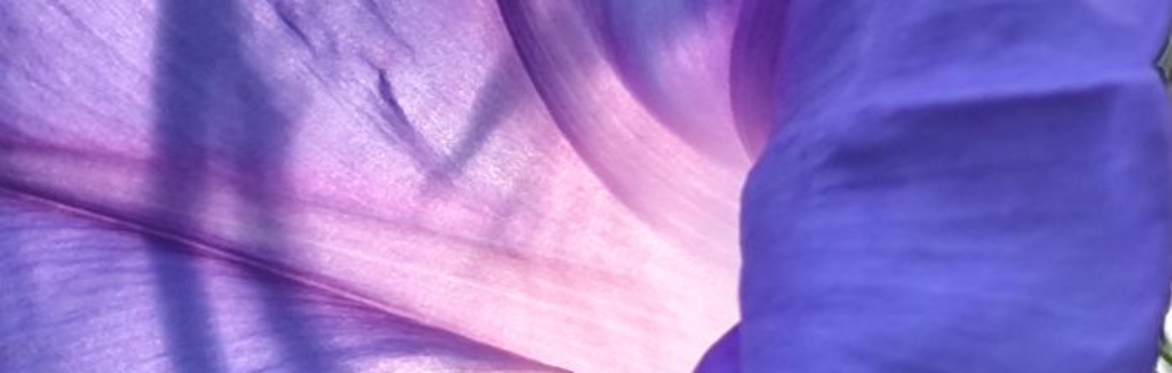 light through petals