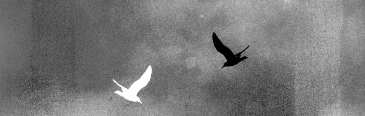 All About The Birds