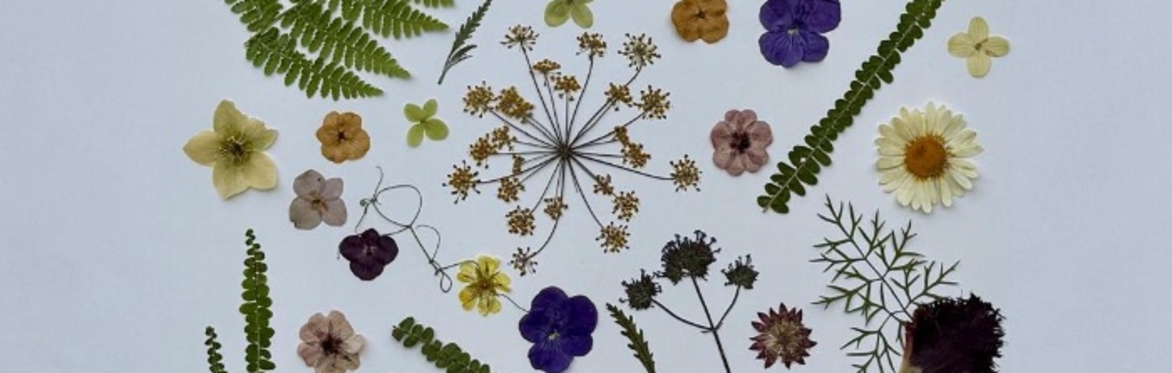 “Pressed to Impress:” Creative Flower Pressing