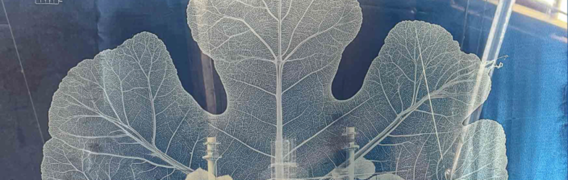 T15. Solar Cyanotypes in Post-Industrial Ecologies with Paula Roush