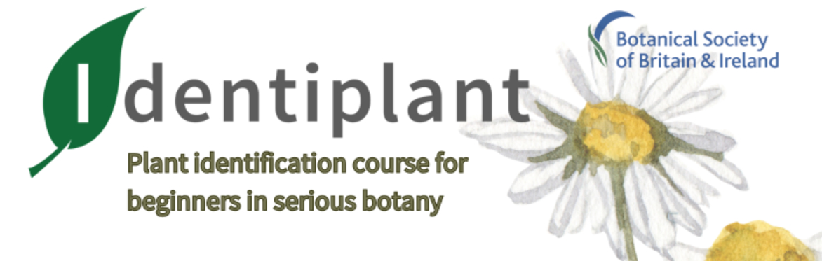 Identiplant Tutor recruitment information evening