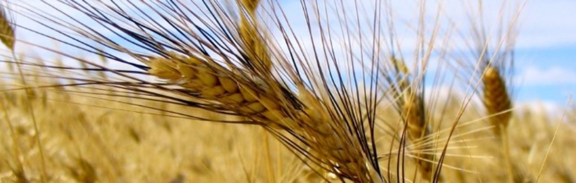 Durum Summit 2025