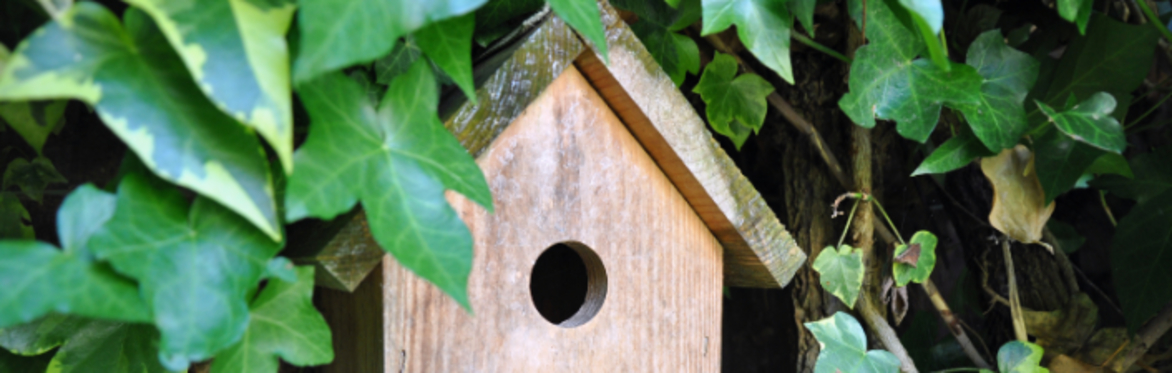 Bird Box Workshop