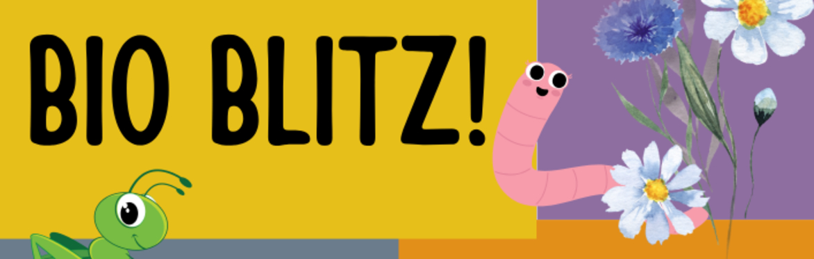 Lochhill BioBlitz!