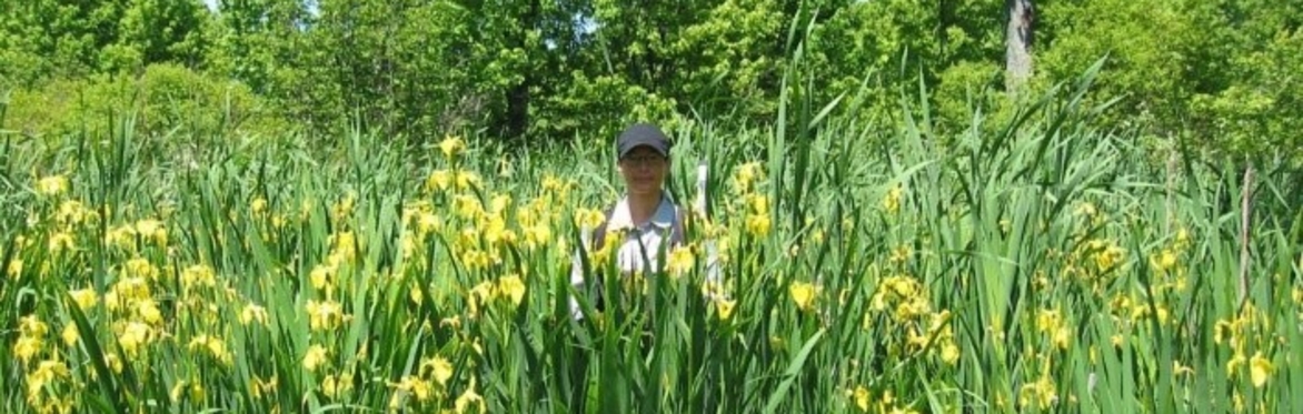 A woman working in a field of Yellow Flag Iris