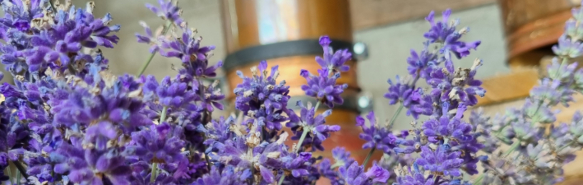 Lavender blooms in front of a copper still