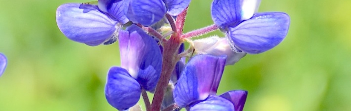 2 Hour Gothic Campus Interpretive Wildflower Hike