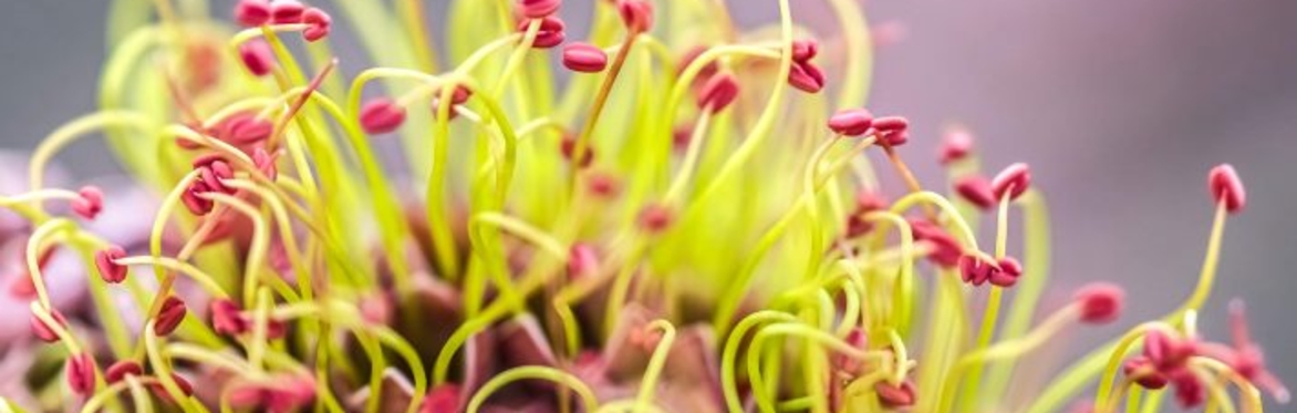 Avant Gardens 4: Naturale