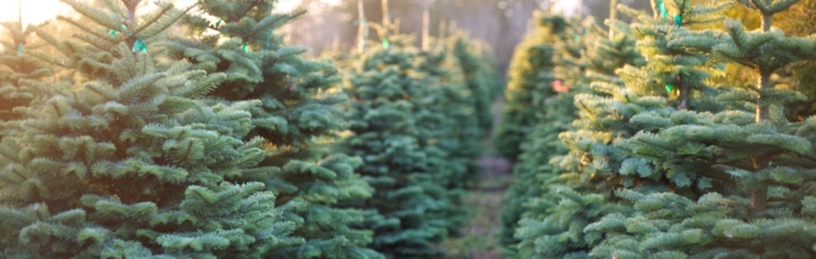 KEMP's Christmas Tree Recycling 2020