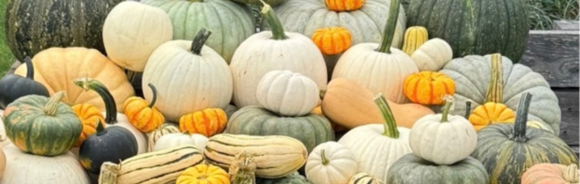 October 10th & 11th U-Pick