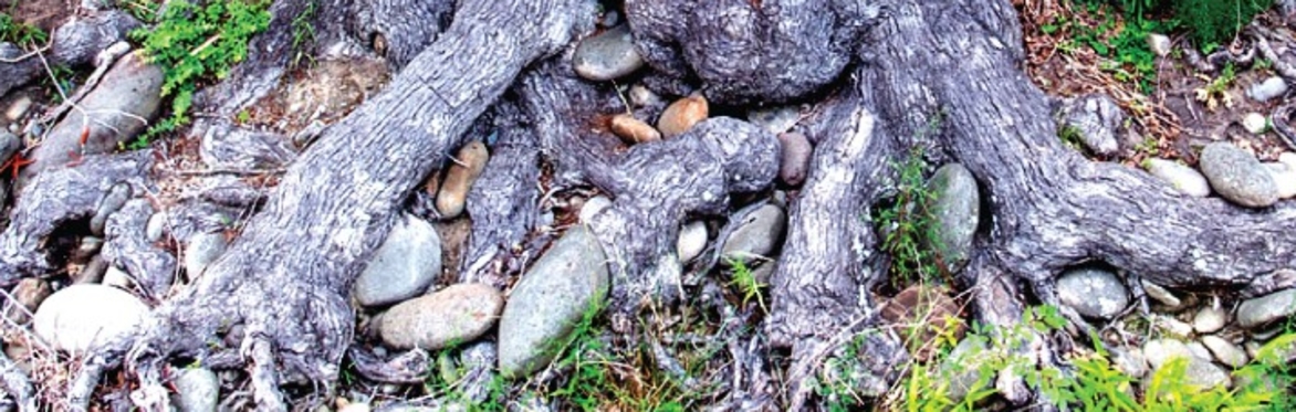 Rooted and Grounded: Faith, Land and Creation
