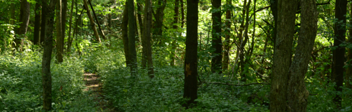 Habitat Restoration at George G. Newton Nature Reserve