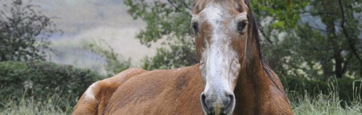 Winter Care of the Older Horse