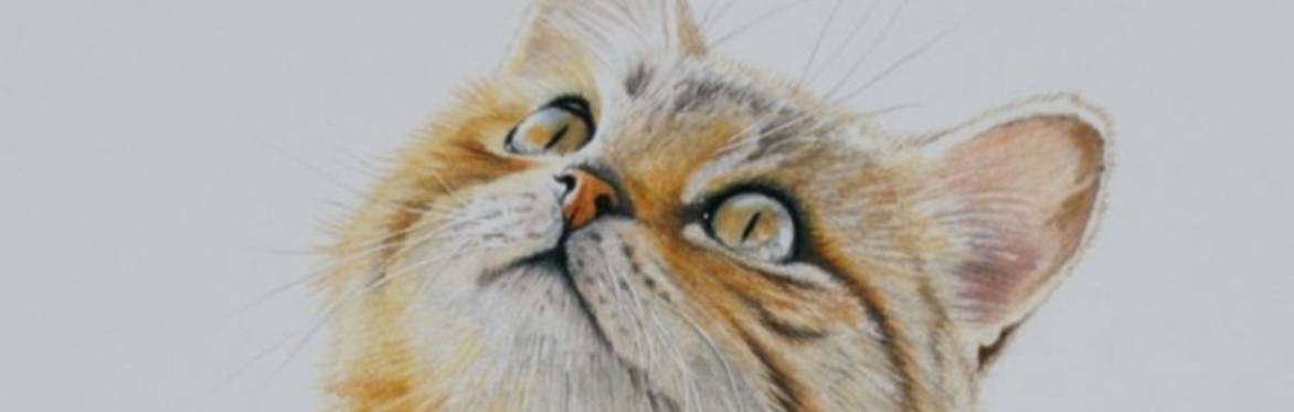 Cat Portrait with Coloured Pencil - Jonathan Newey