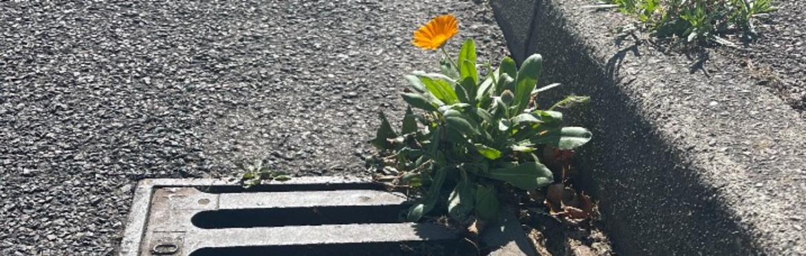 Winter Talk: Wild Pavements, with Amanda Tuke