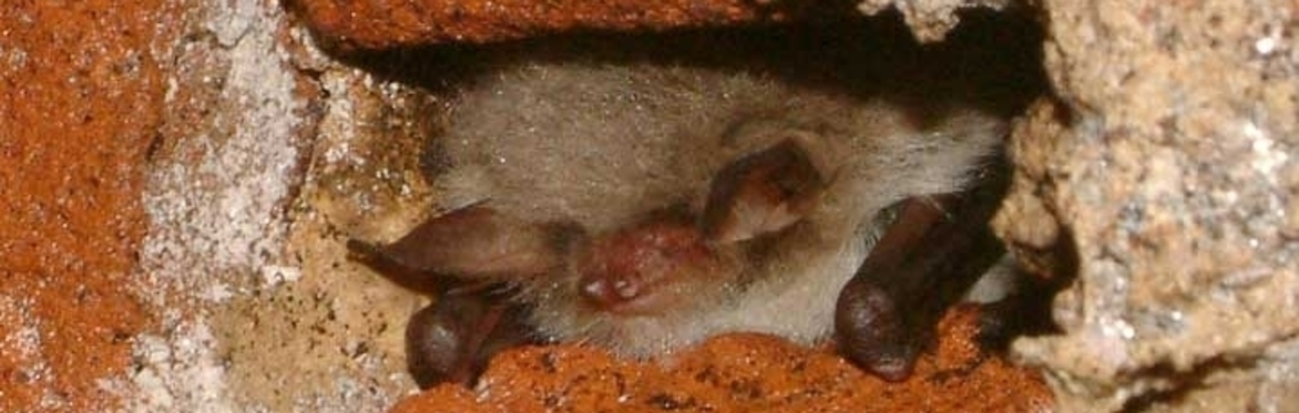 Bats and roost risk management in construction