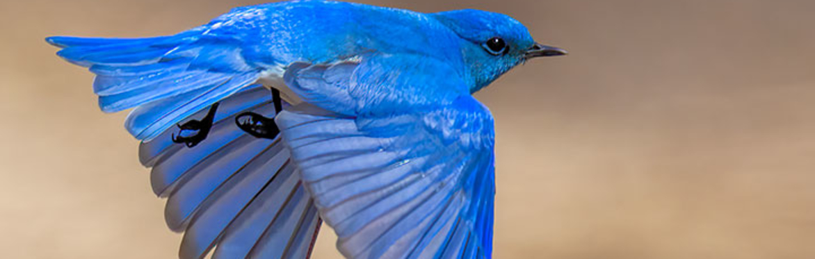 photo of a mountain bluebird flying