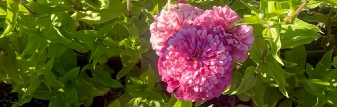 double Zinnia flower -pink