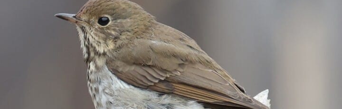 Bird ID Walk with Larry Federman