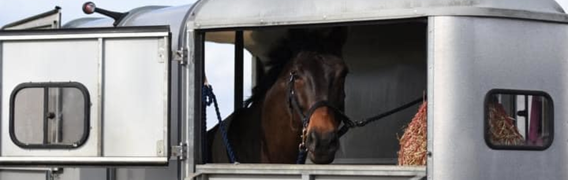 Safe Travels: Ensuring Your Horse's Safety During Transportation and Large Animal Rescue