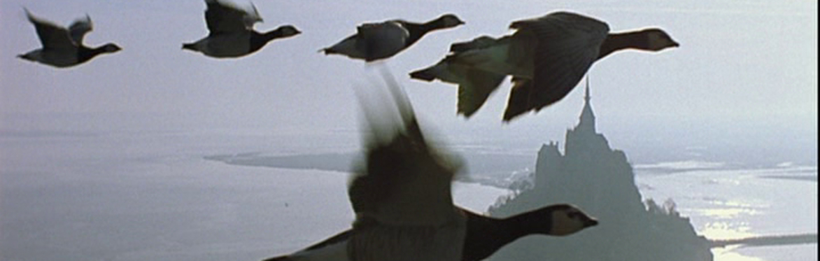 A picture geese flying over Mont Saint-Michel.