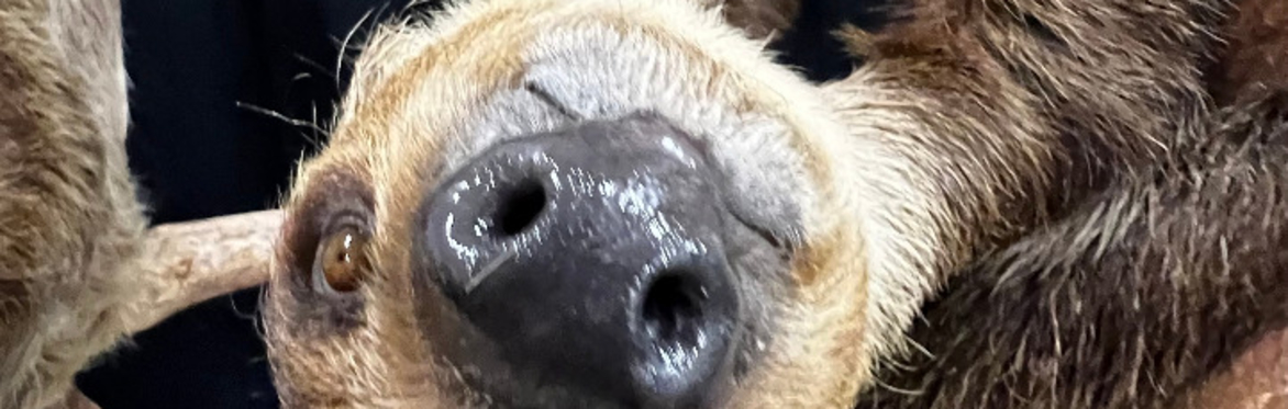 STRATHMORE Wildlife Festival - Meet a Sloth!