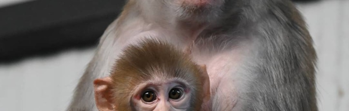 Monkey Madness Encounter