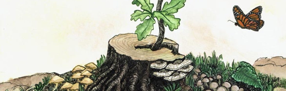 Sacred Harvest Festival 2025:          Roots & Renewal