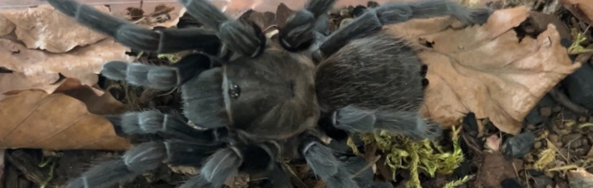 Holmbridge 11-16s zoology home education workshop