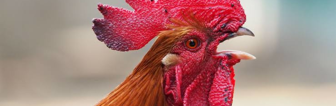 6AM ROOSTER CLUB