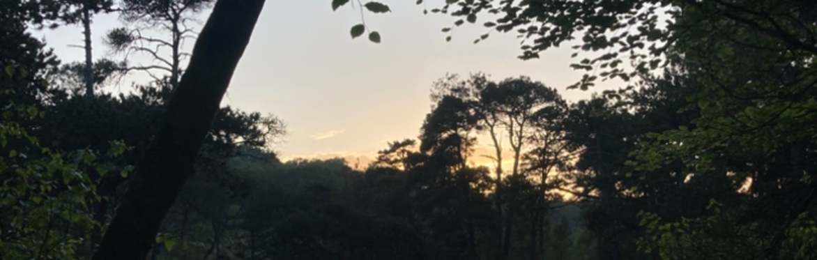 Bystock Bat Walk