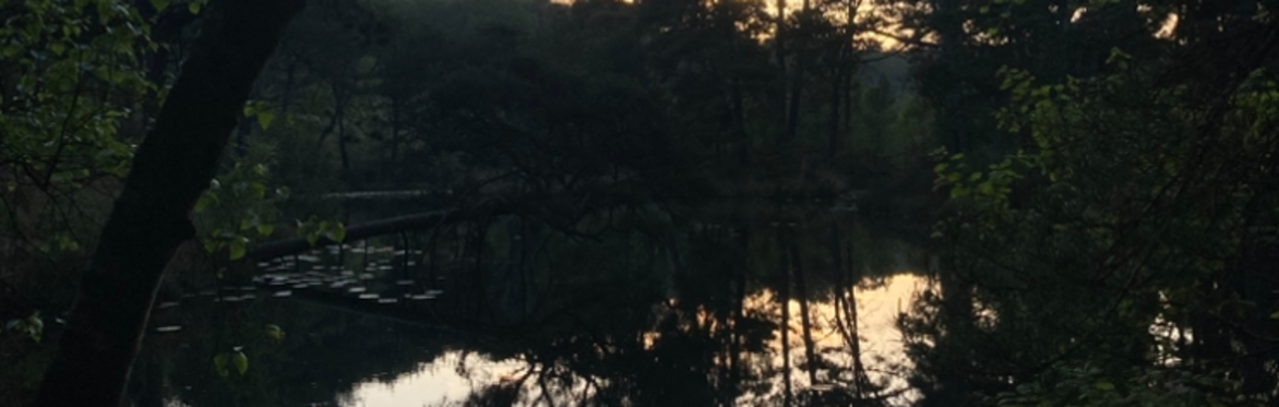 Bystock Bat Walk