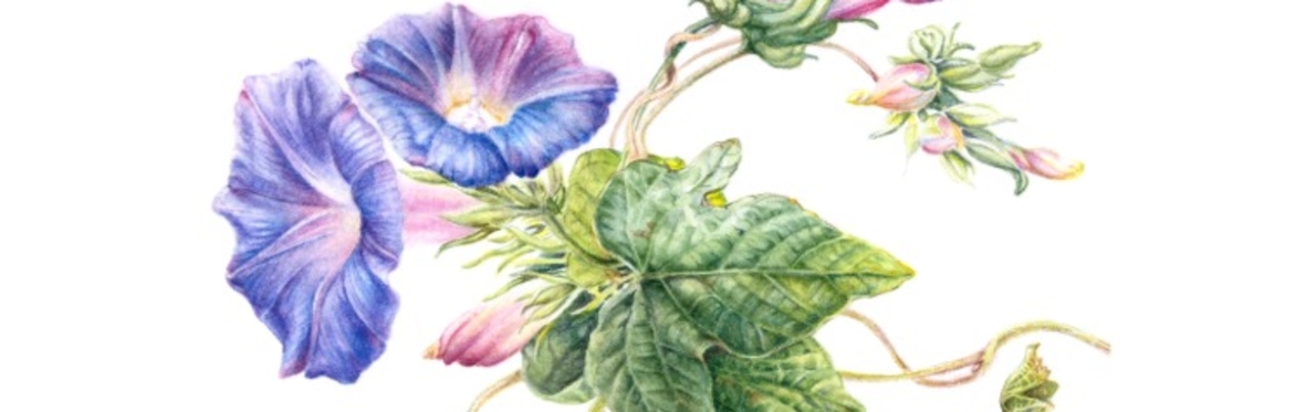Adult Art Class: The Artists' Garden - Botanical Drawing with Mary Dillon