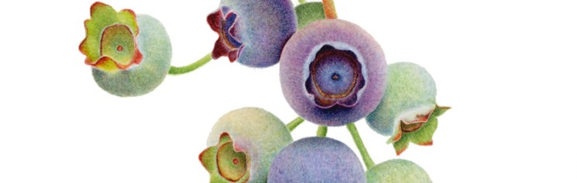 Watercolour painting flowers