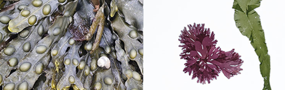 Seaweed Press Workshop - with Paula Lynch