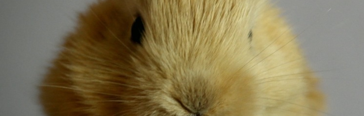 Hutch