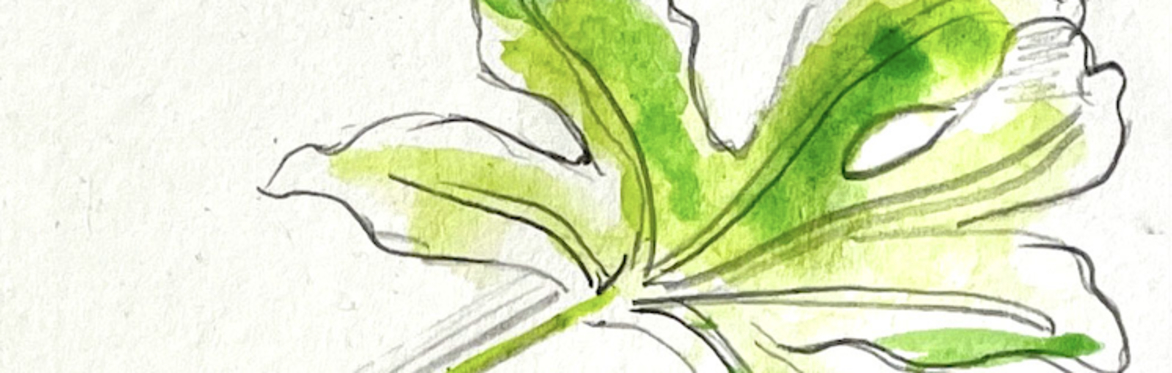 Workshop: Drawing nature with Matt Ponting of Doodling Around