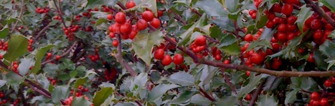 Wintertime Activity Walk for Families