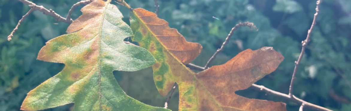Botanical drawing workshop with Katie Scott