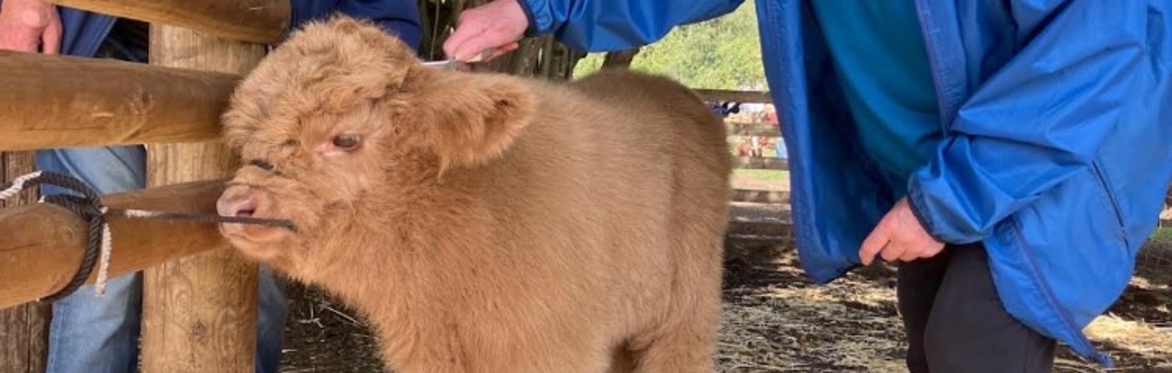 Highland Cow and Calf Experience