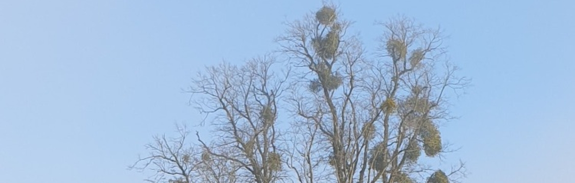 Winter Talk: The Curious Case of Mistletoe, with Dr Pallavi Singh
